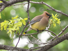 Bombycilla cedrorum