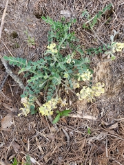 Astragalus villosus
