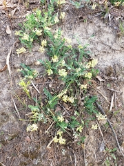 Astragalus villosus