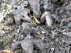 Geastrum fornicatum