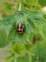 Harmonia axyridis