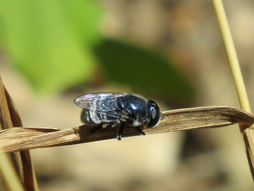 Eumerus bayardi