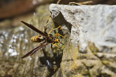 Polistes comanchus navajoe