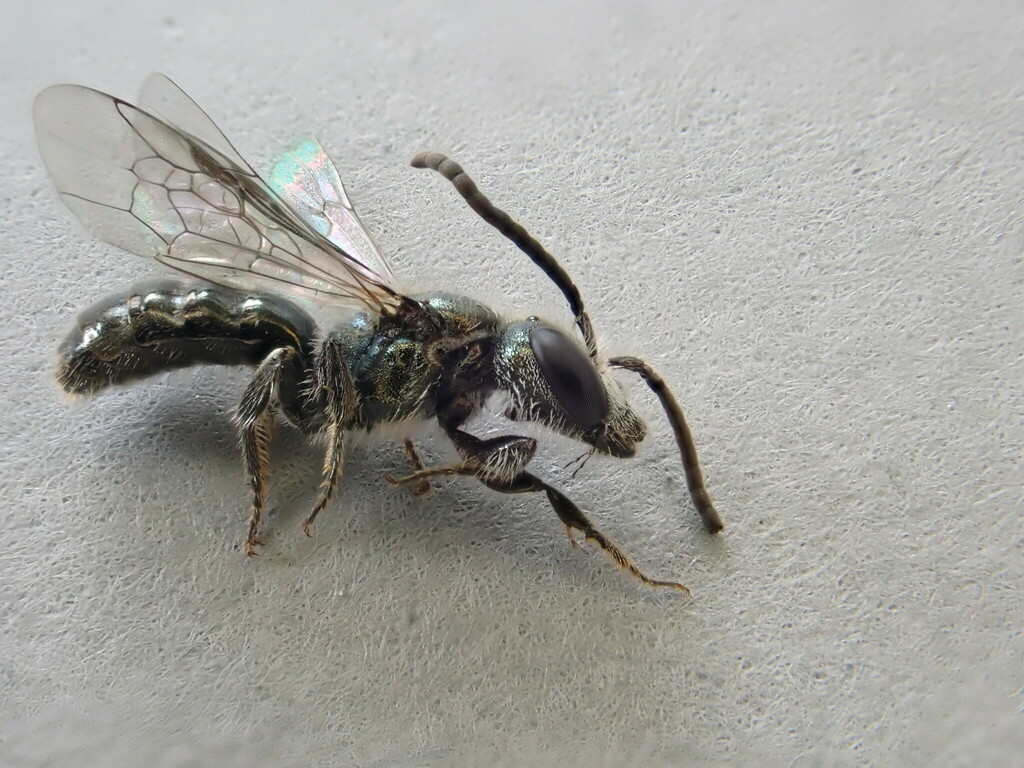 Turquoise Furrow Bee