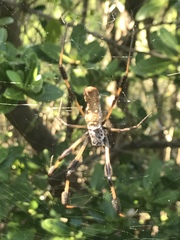 Trichonephila clavipes image