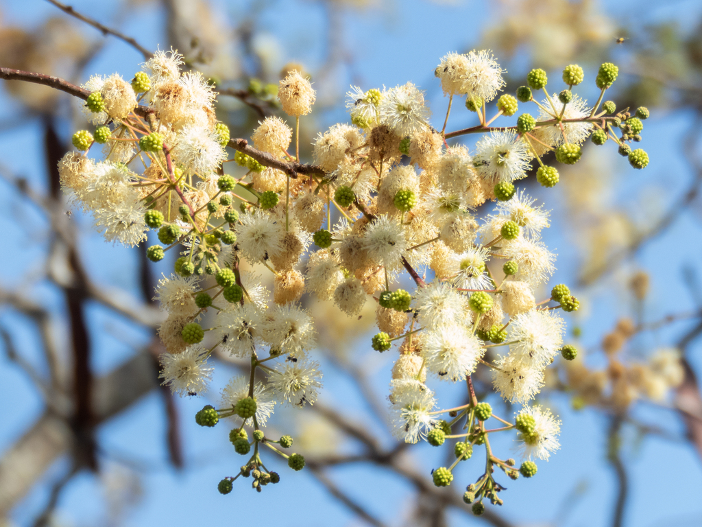 Anadenanthera macrocarpa