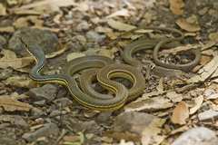 Sonoran Whipsnake photo 4