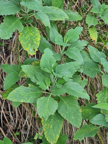 Image of Teucrium betonicum by (c) Vítor Jorge, some rights reserved (CC BY)