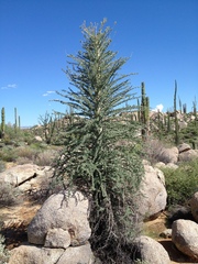 Fouquieria columnaris