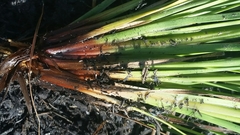 Xyris elliottii