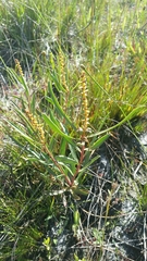 Stillingia sylvatica tenuis