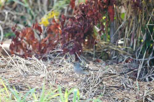 White-crowned Sparrow photographed in Tennessee