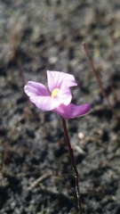 Image of Utricularia resupinata
