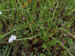 Plagiobothrys nothofulvus