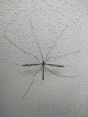 Yamatotipula