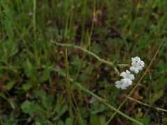 Plagiobothrys nothofulvus