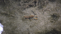 Procambarus regiomontanus