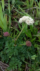 Ligusticum apiifolium