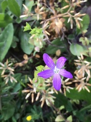 Triodanis biflora