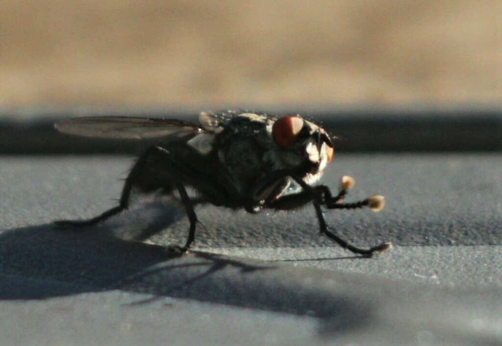 Flesh Flies and Satellite Flies from Sneads Ferry, NC 28460 on June 24 ...