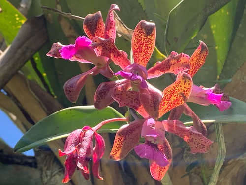 Cattleya tigrina