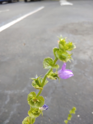 Triodanis perfoliata image