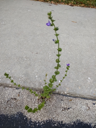 Triodanis perfoliata image