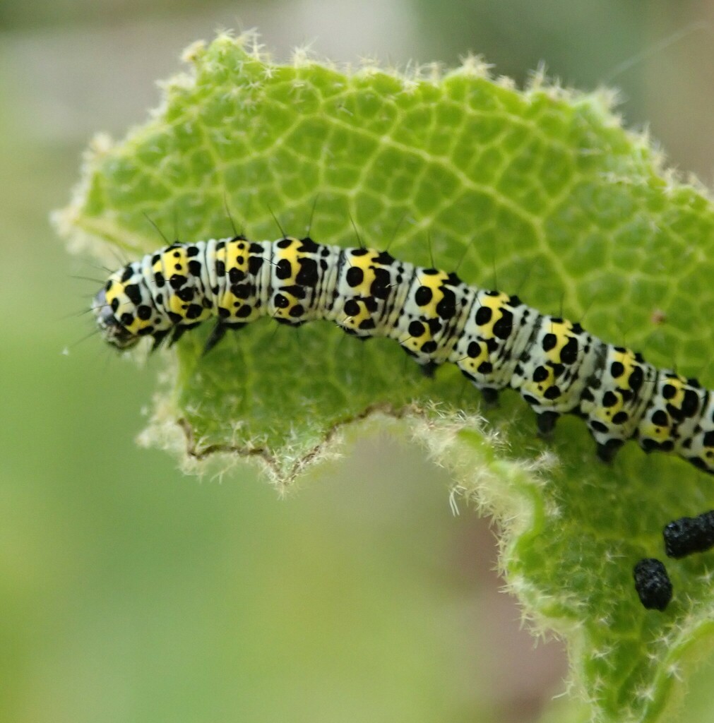 Shargacucullia verbasci