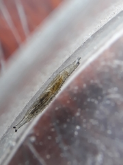 Ephydra