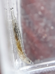 Ephydra