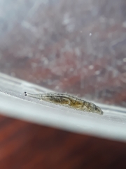Ephydra