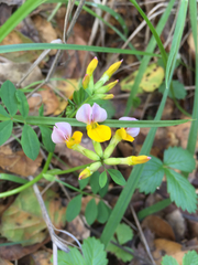 Hosackia gracilis