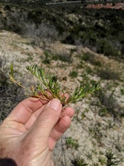 Calandrinia menziesii