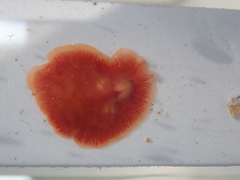 Eurylepta cornuta