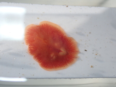 Eurylepta cornuta