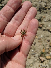 Lomatium lucidum