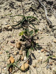 Lomatium lucidum