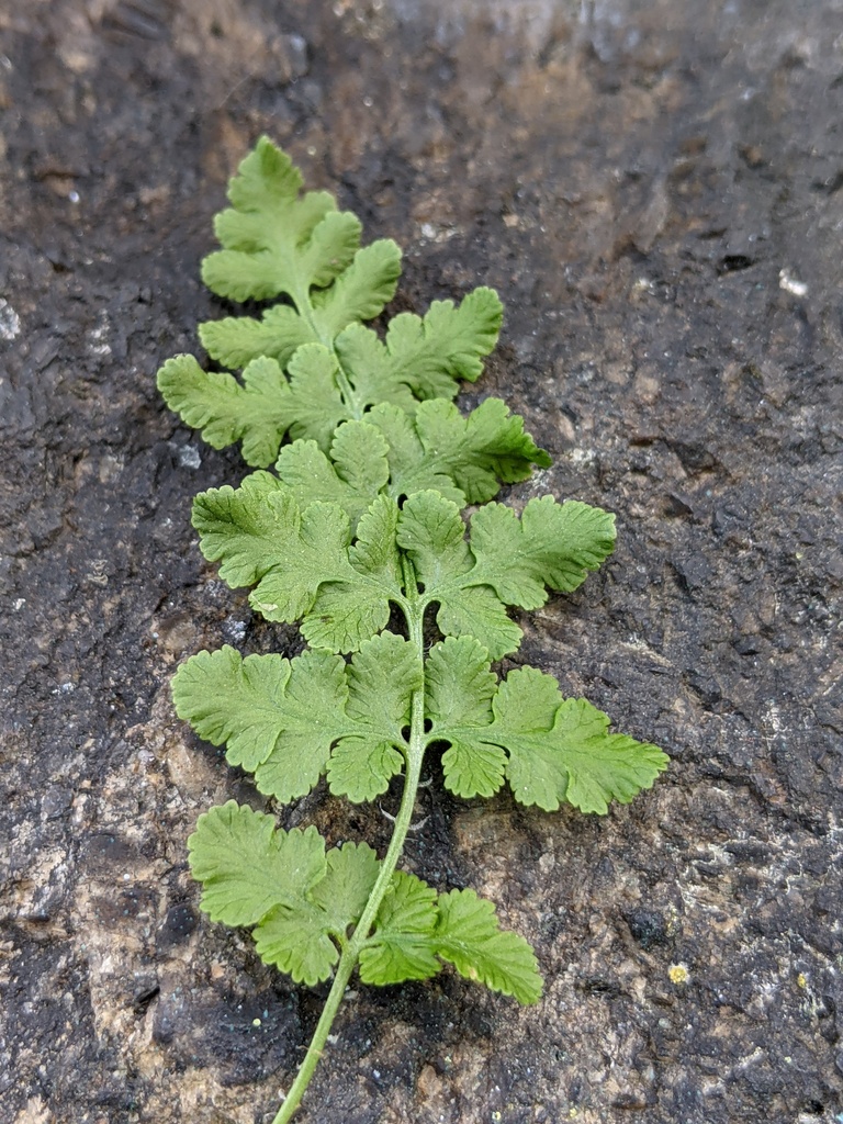blunt woodsia