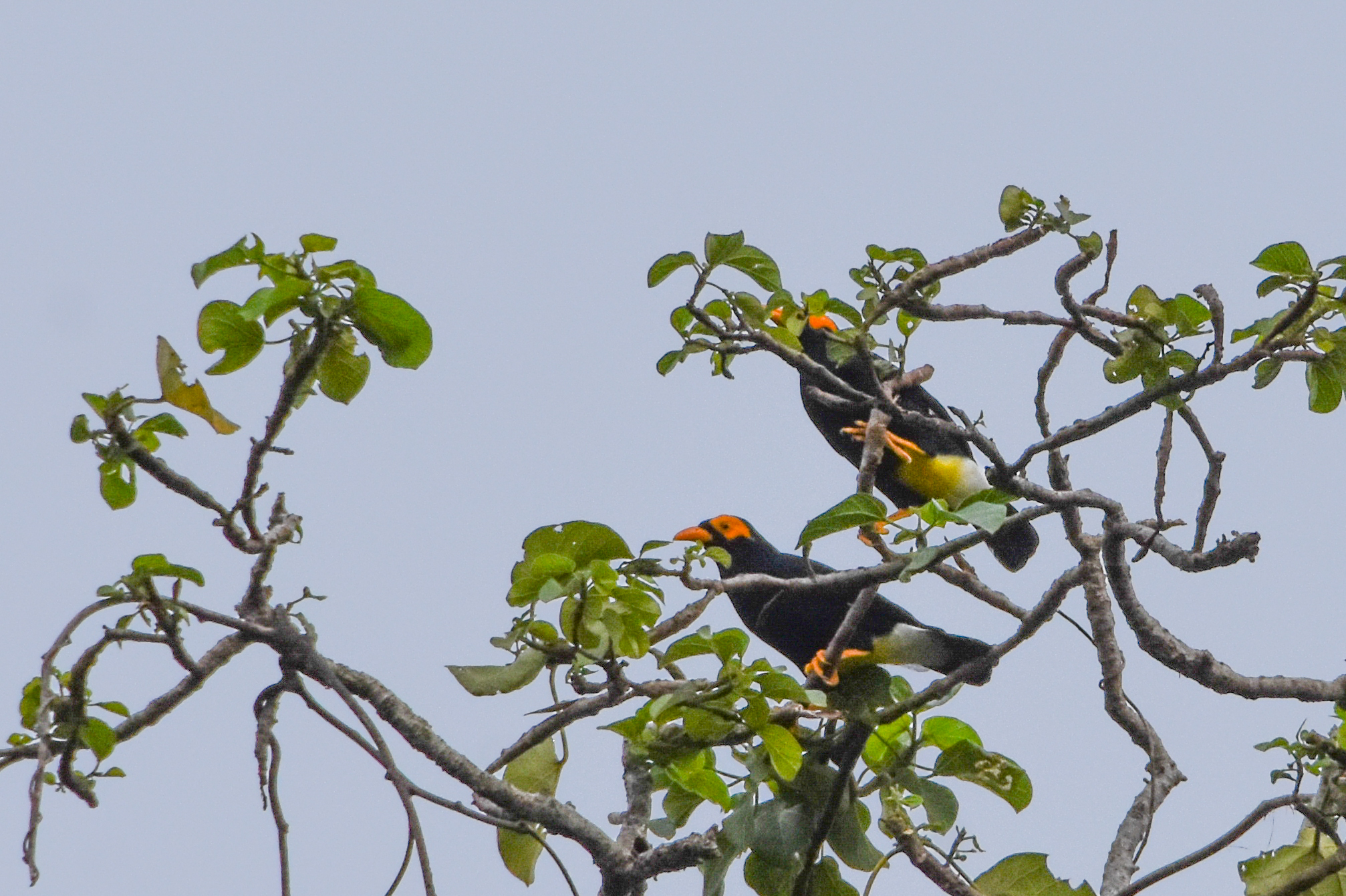Long-tailed Myna (Mino kreffti), photo 9