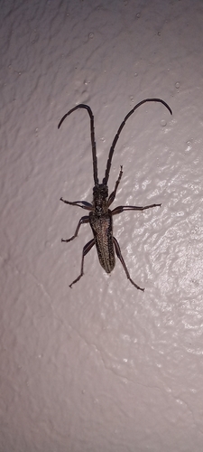 Capetoxotus rugosus