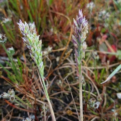 Poa unilateralis unilateralis