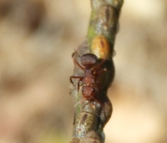 Camponotus rectangularis