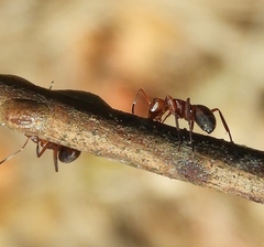 Camponotus rectangularis