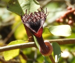 Aristolochia taliscana