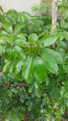 Schefflera arboricola image