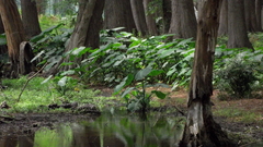 Procambarus regiomontanus