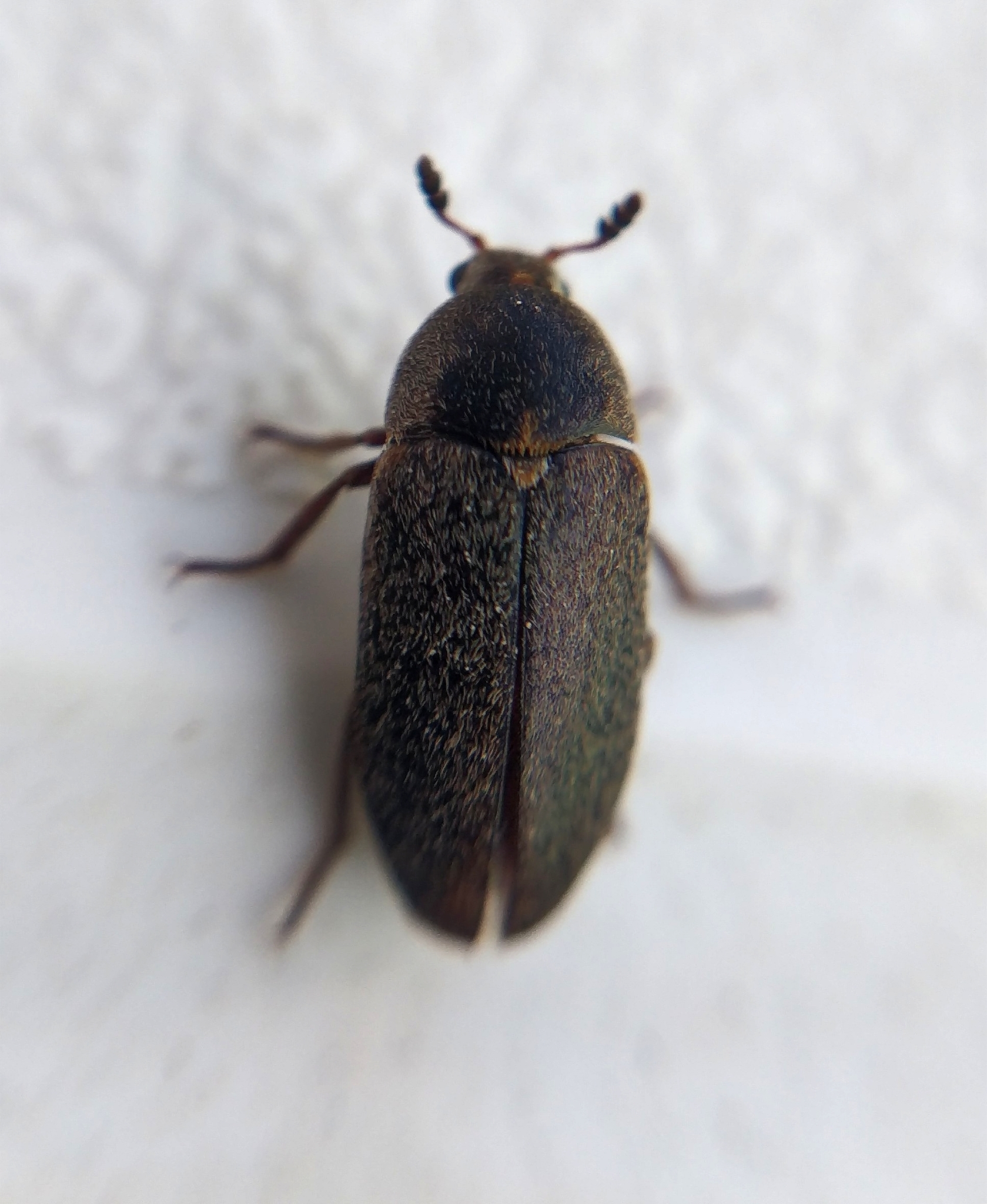 Dermestes maculatus