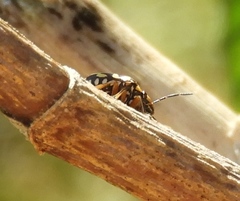 Orsilochides scurrilis