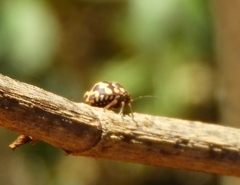 Orsilochides scurrilis