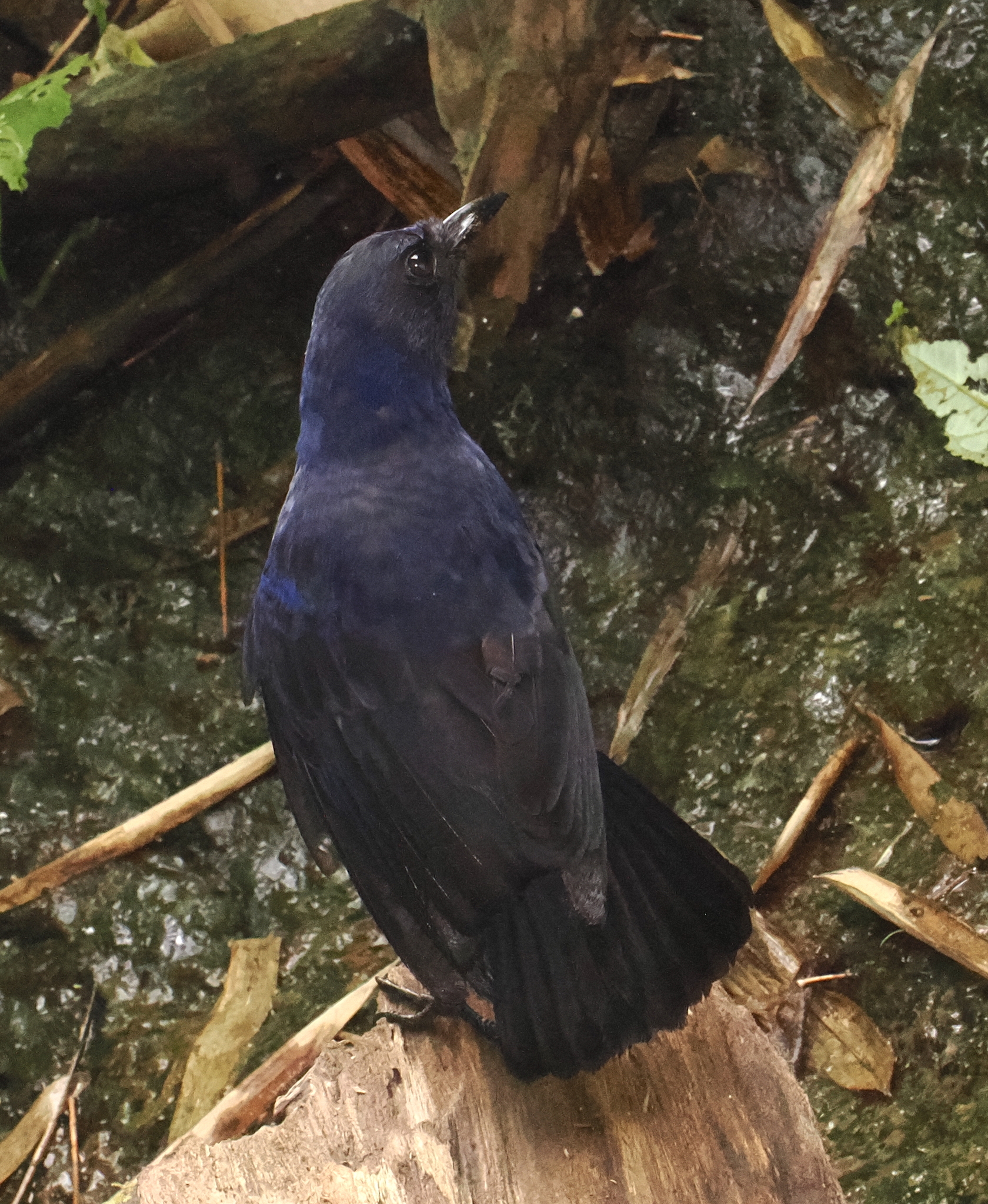 Javan Whistling-Thrush illustration
